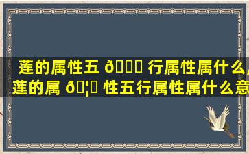 莲的属性五 🍁 行属性属什么,莲的属 🦄 性五行属性属什么意思